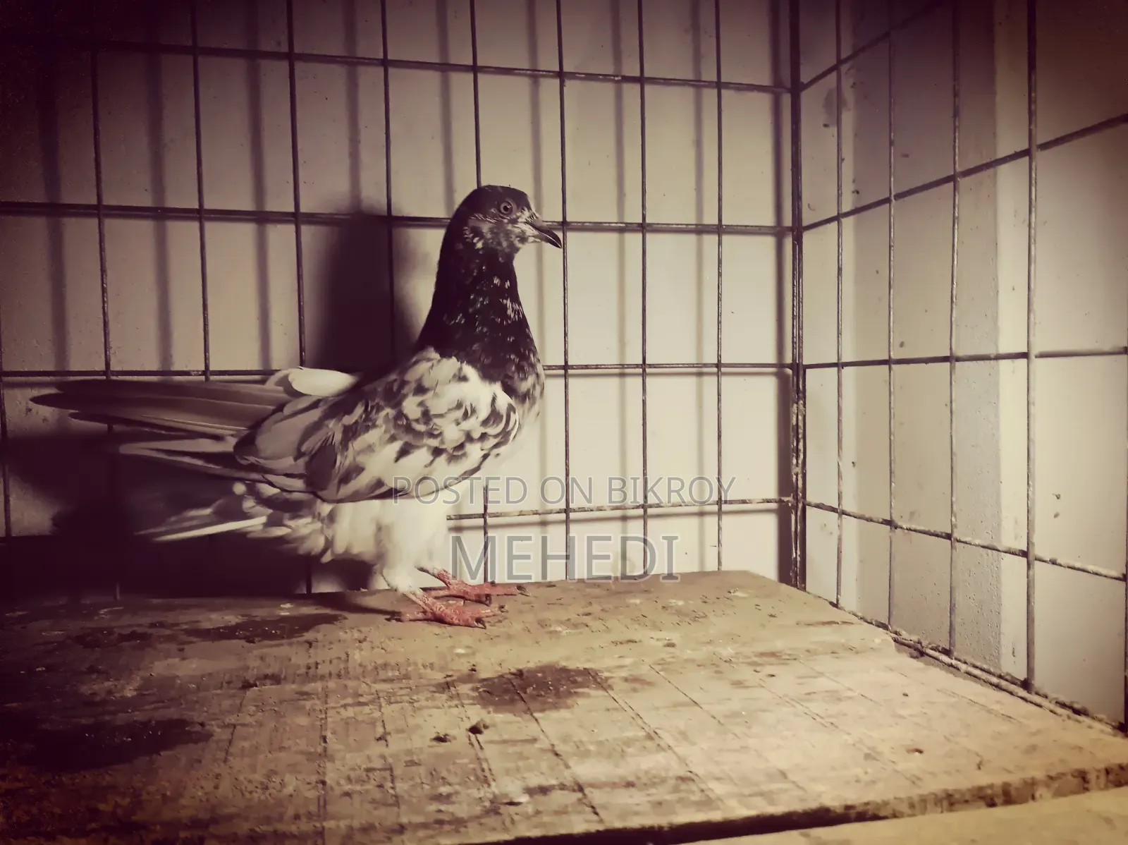Golden Kalshira Pigeon 1 Pair Trusted