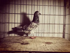 Golden Kalshira Pigeon 1 Pair Trusted