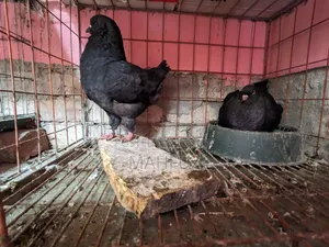1 pair of Show King, 1 pair of Lakha running pigeons