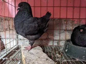 1 pair of Show King, 1 pair of Lakha running pigeons