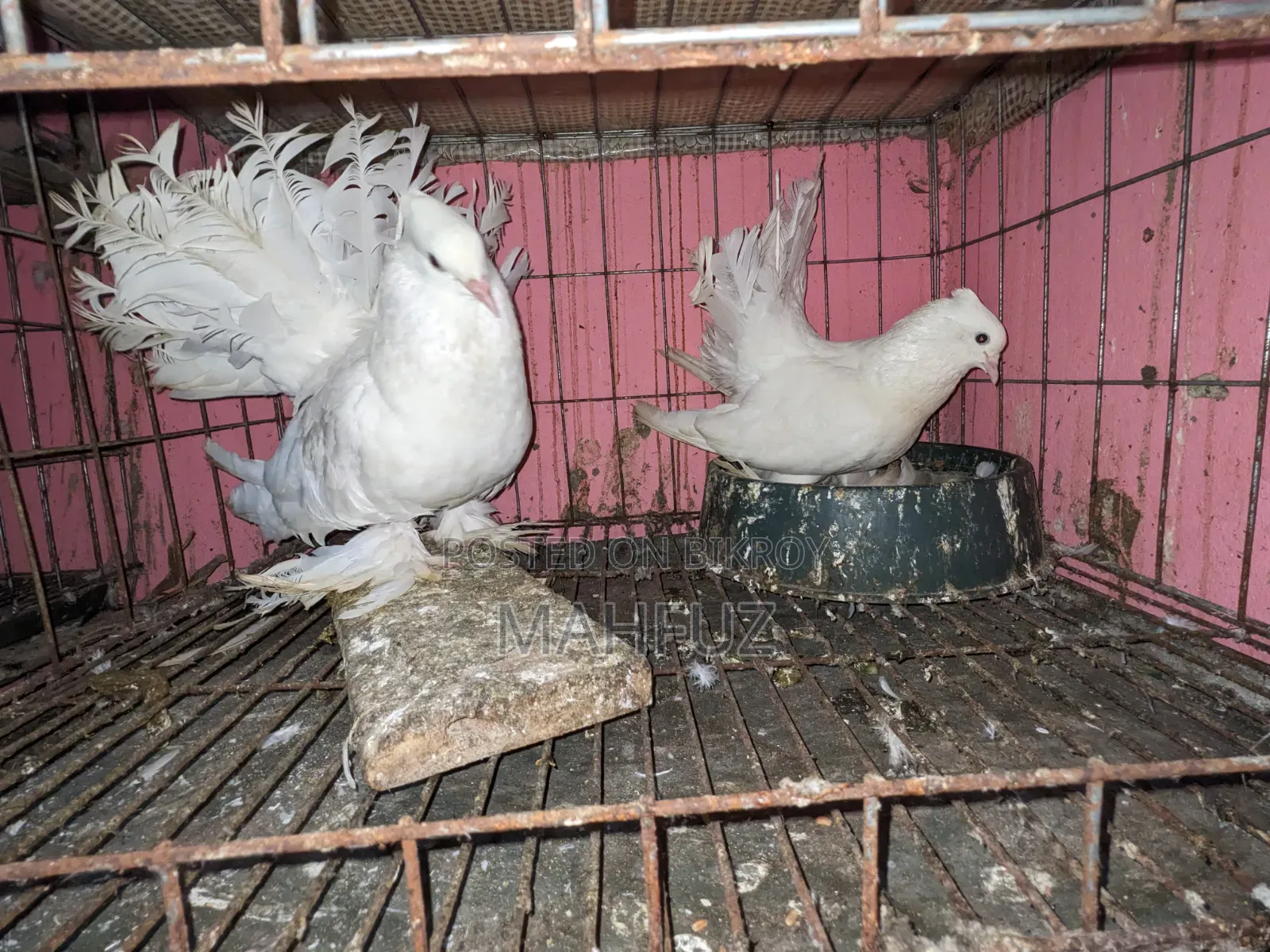 1 pair of Show King, 1 pair of Lakha running pigeons