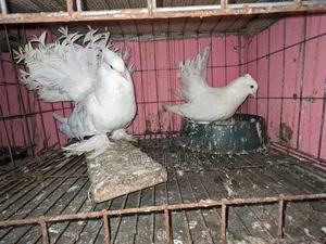 1 pair of Show King, 1 pair of Lakha running pigeons