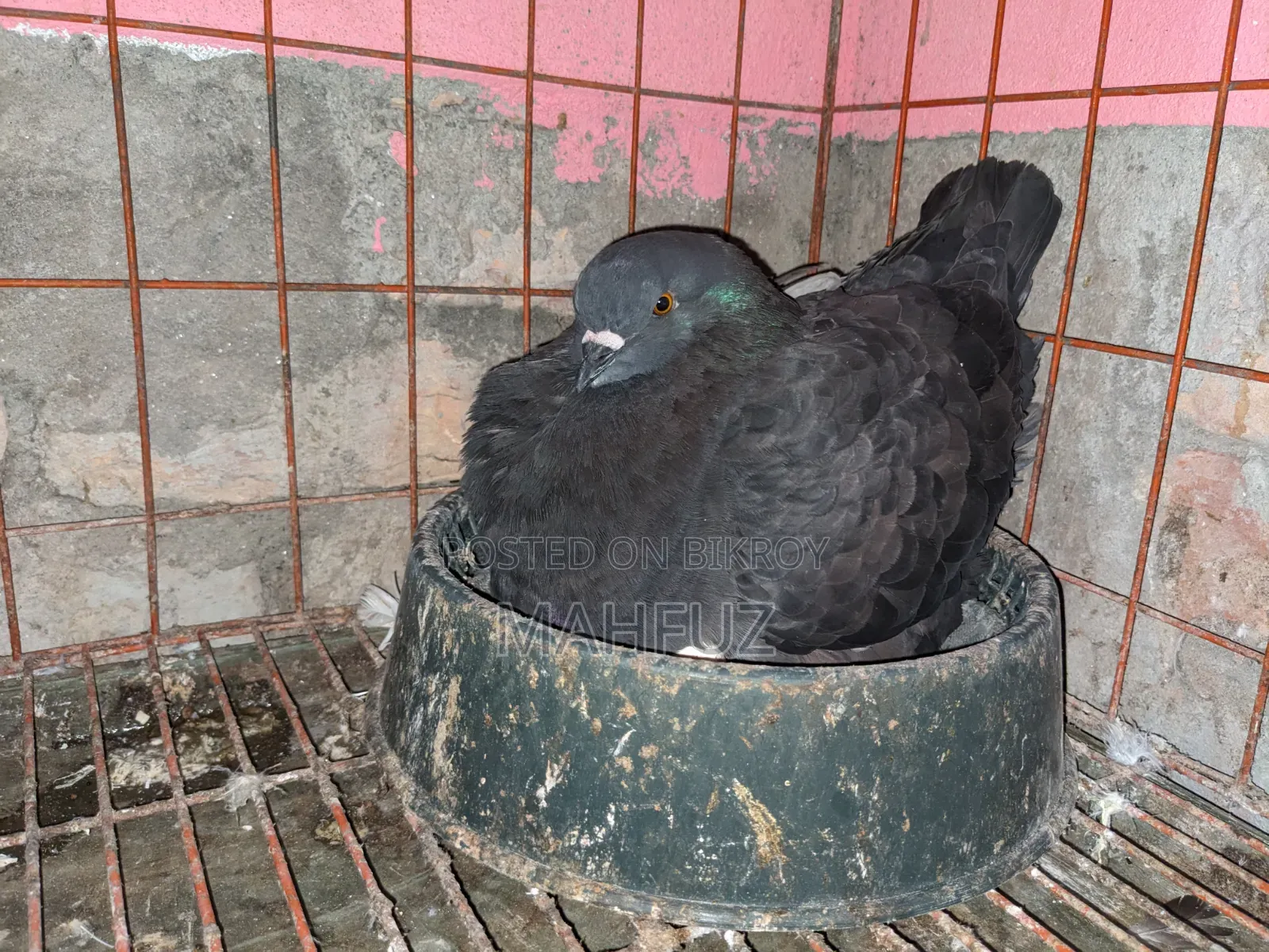 1 pair of Show King, 1 pair of Lakha running pigeons