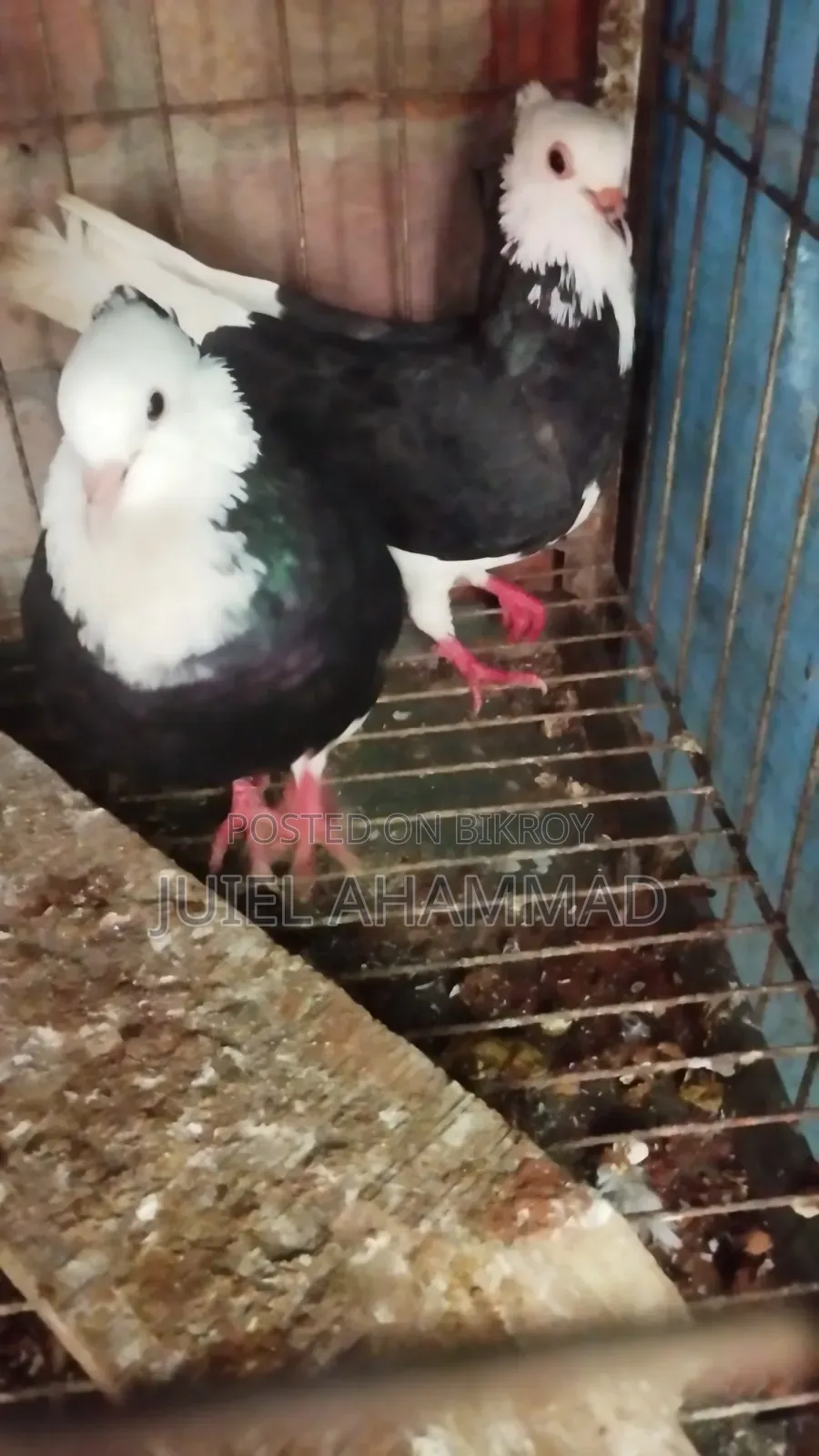 Rajgolla Running Pair
