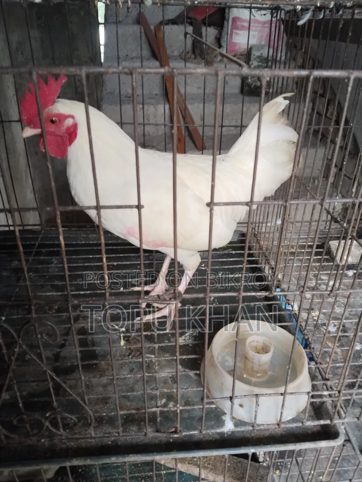 মুরুক বিক্রি করা হবে