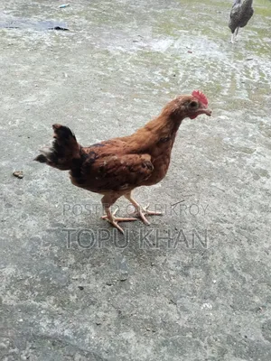 মুরুক বিক্রি করা হবে