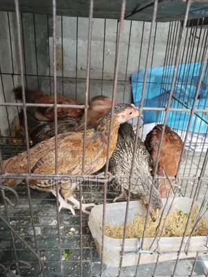 মুরুক বিক্রি করা হবে