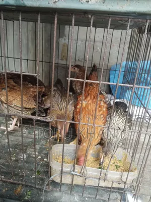 মুরুক বিক্রি করা হবে