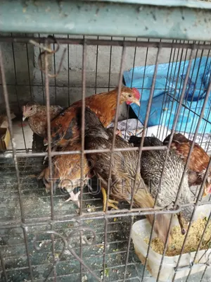 মুরুক বিক্রি করা হবে