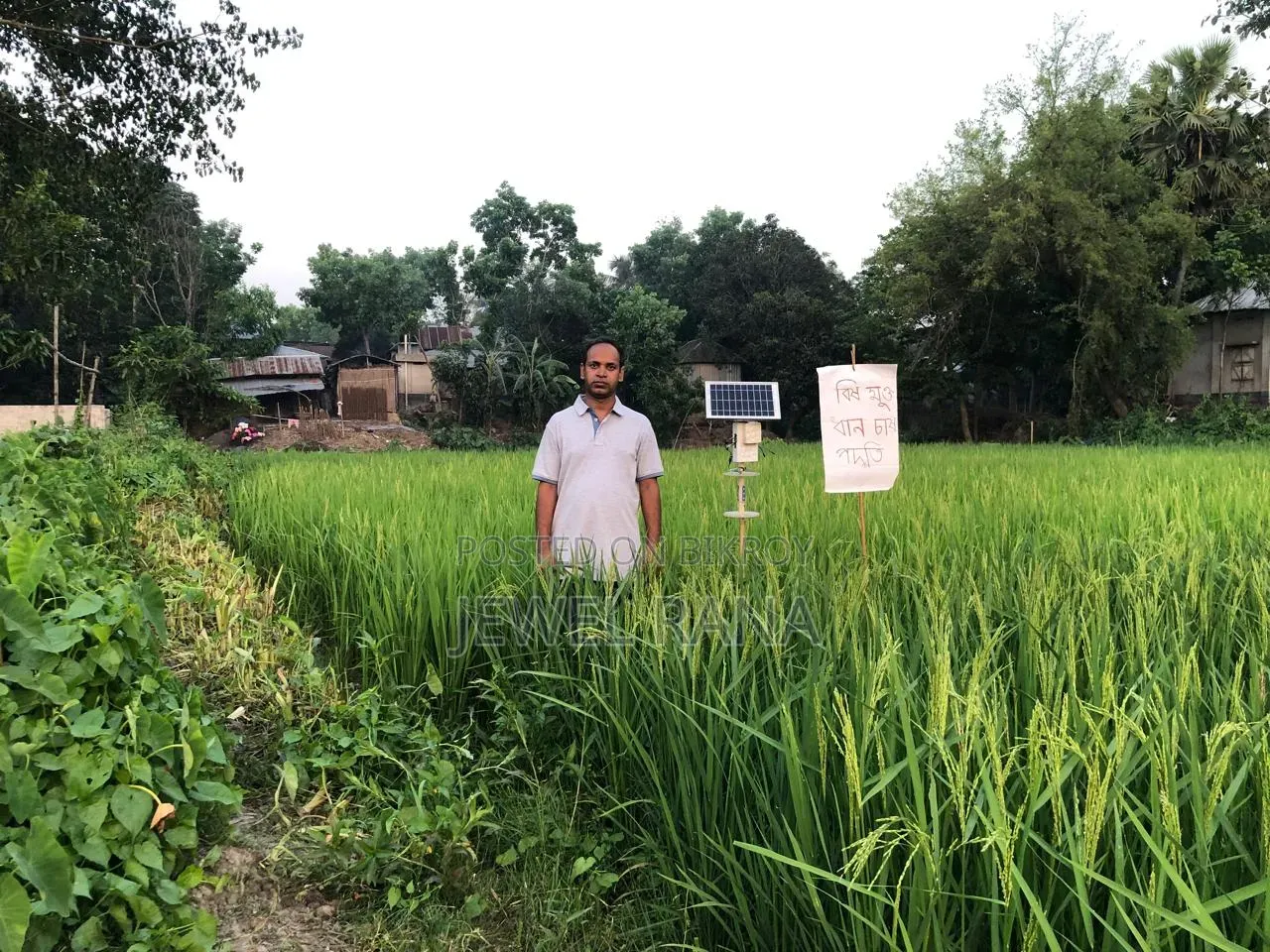 Rice Stem Borer Control Technology