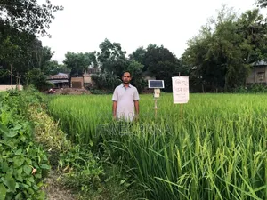 Rice Stem Borer Control Technology
