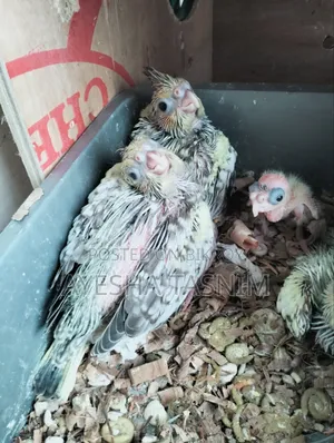 ককাটেল পাখি বিক্রয়ের জন্য
