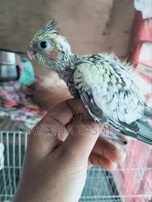 ককাটেল পাখি বিক্রয়ের জন্য