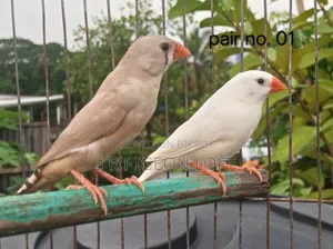 কিছু রানিং ফিন্স পাখি