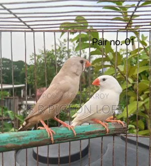 কিছু রানিং ফিন্স পাখি