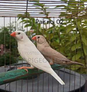 কিছু রানিং ফিন্স পাখি