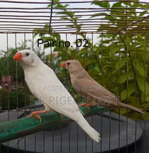 কিছু রানিং ফিন্স পাখি