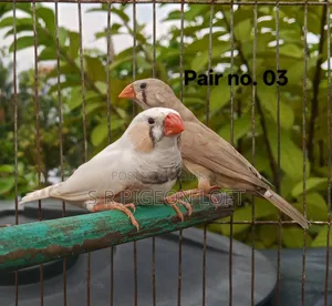 কিছু রানিং ফিন্স পাখি