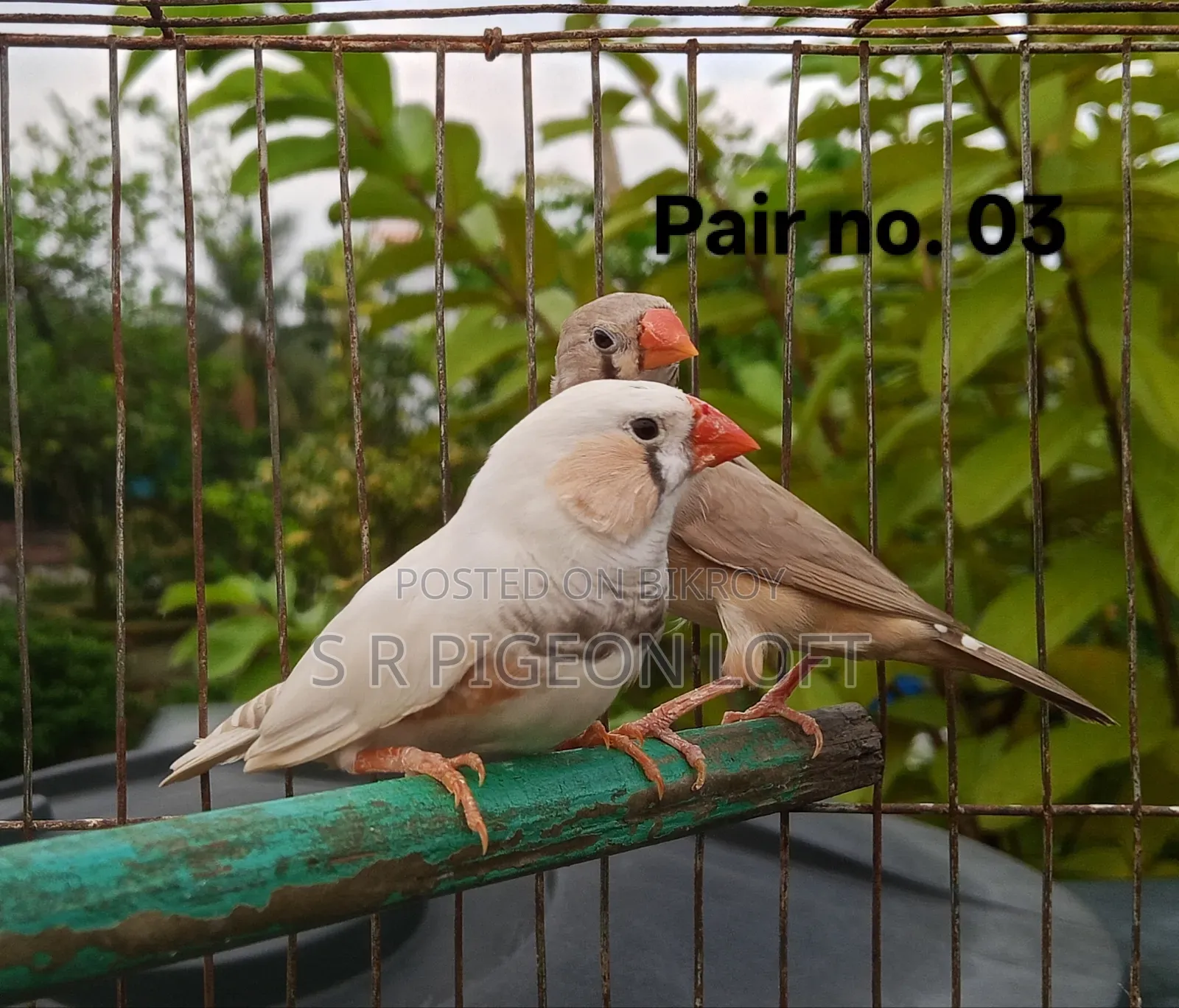 কিছু রানিং ফিন্স পাখি