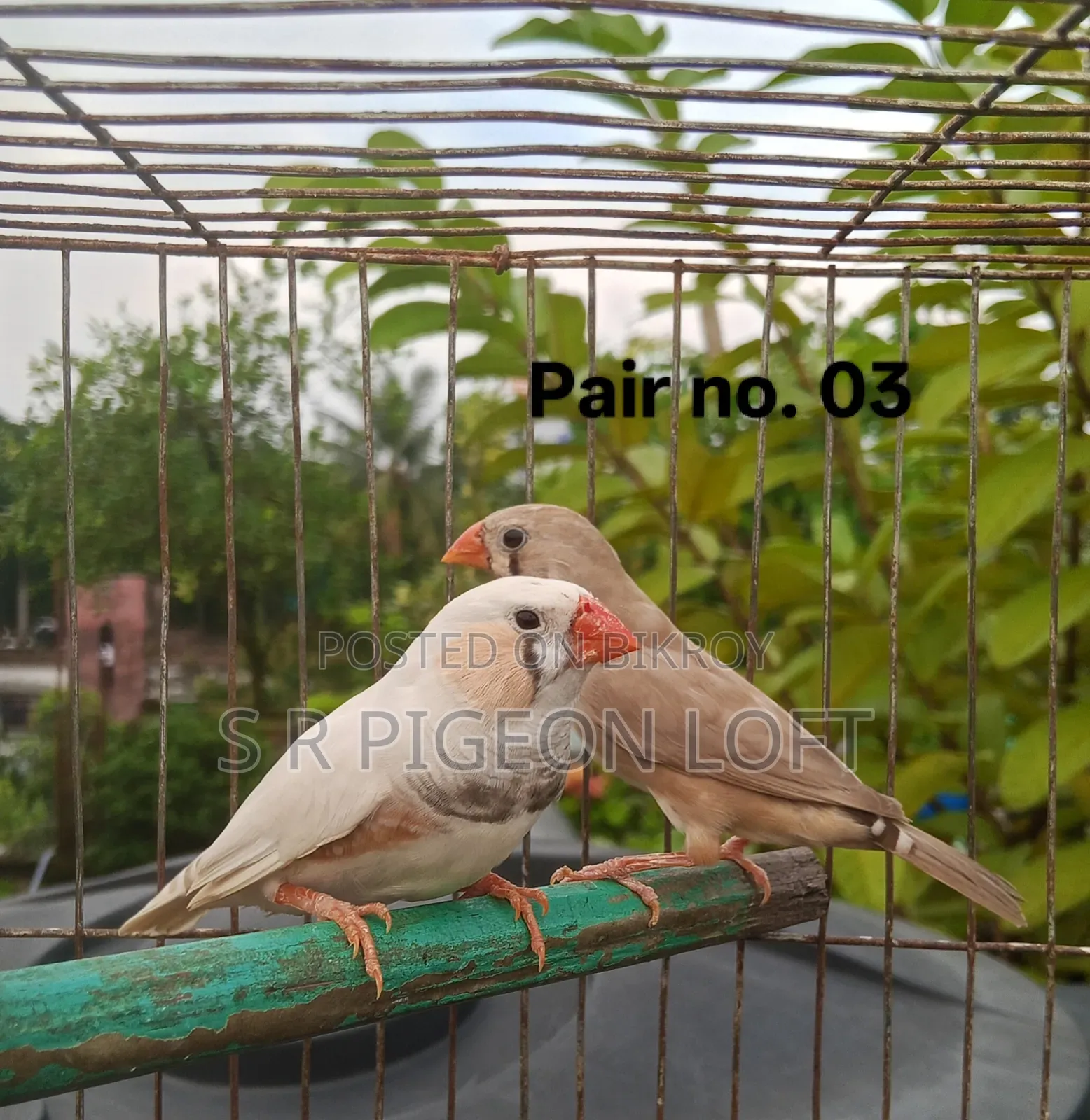 কিছু রানিং ফিন্স পাখি