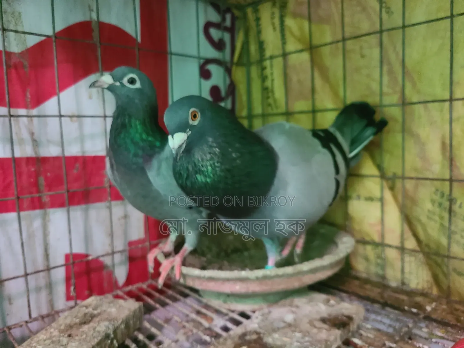 Red Checker and Sabji Racer Sale