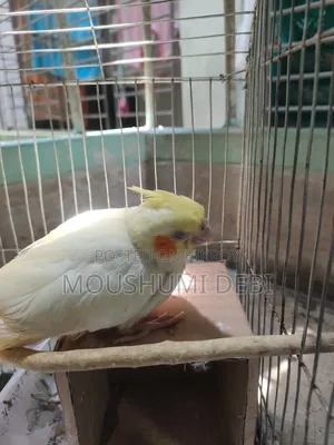 লুটিনো রেড আই টেম সাইজ ককাটেল বেবি বার্ড