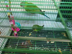 Hiramon Tia