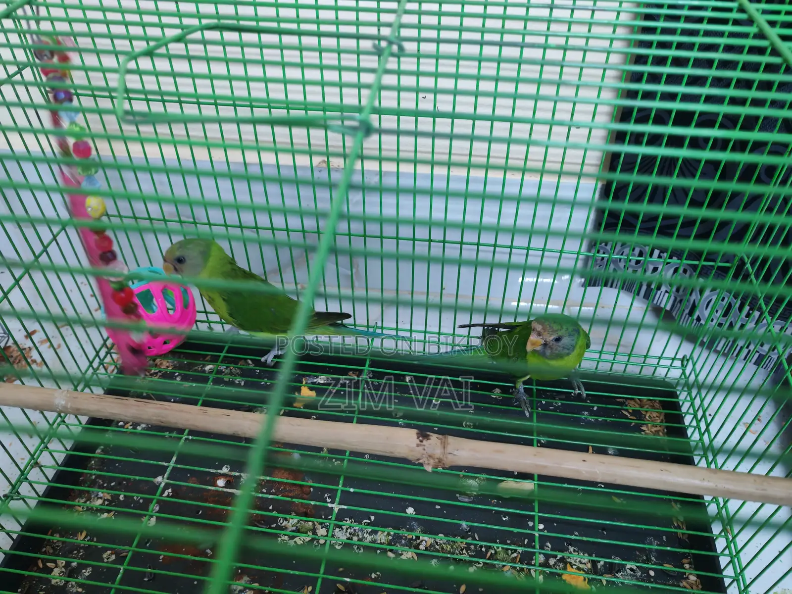 Hiramon Tia