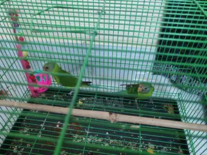 Hiramon Tia