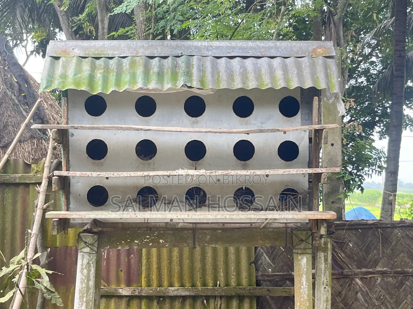২ জোড়া কবুতর সহ কবুতরের ঘর বিক্রি হবে।