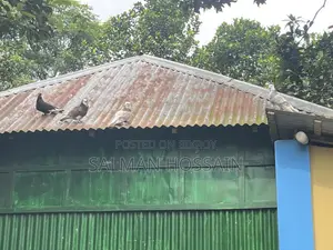 ২ জোড়া কবুতর সহ কবুতরের ঘর বিক্রি হবে।