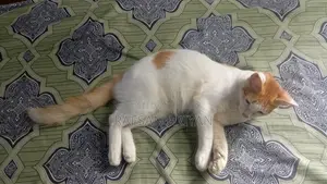 3-6 Months Male Mixed Breed Bengal