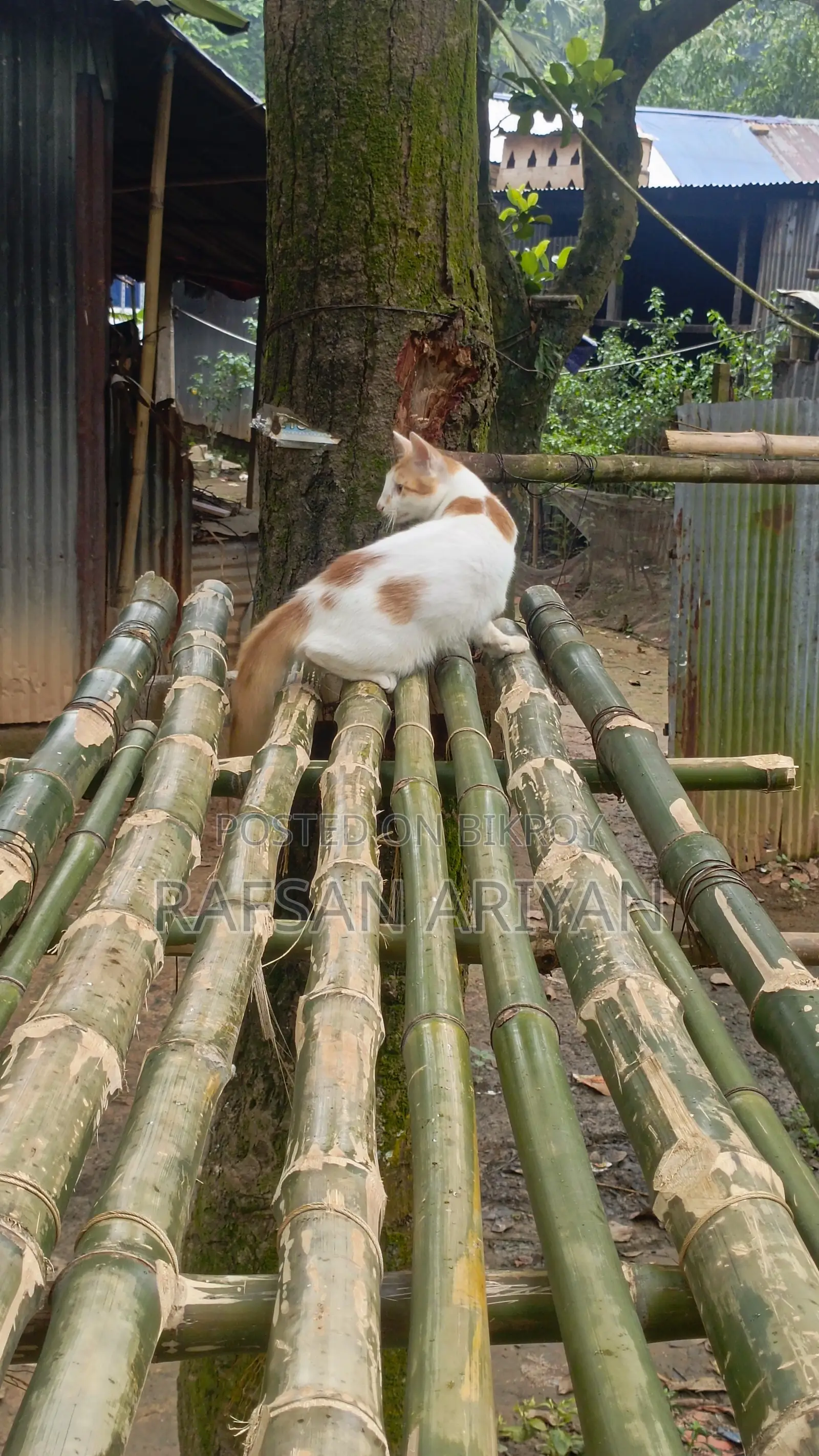 ৩-৬ মাসের পুরুষ মিশ্র প্রজাতির বিড়াল
