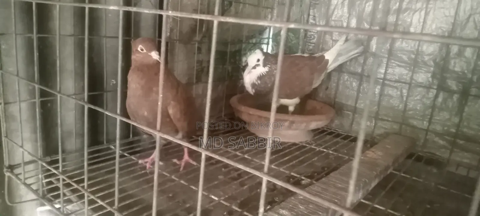 Running 1 Pair Pigeons.