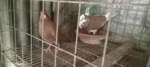 Running 1 Pair Pigeons.