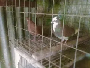 Running 1 Pair Pigeons.