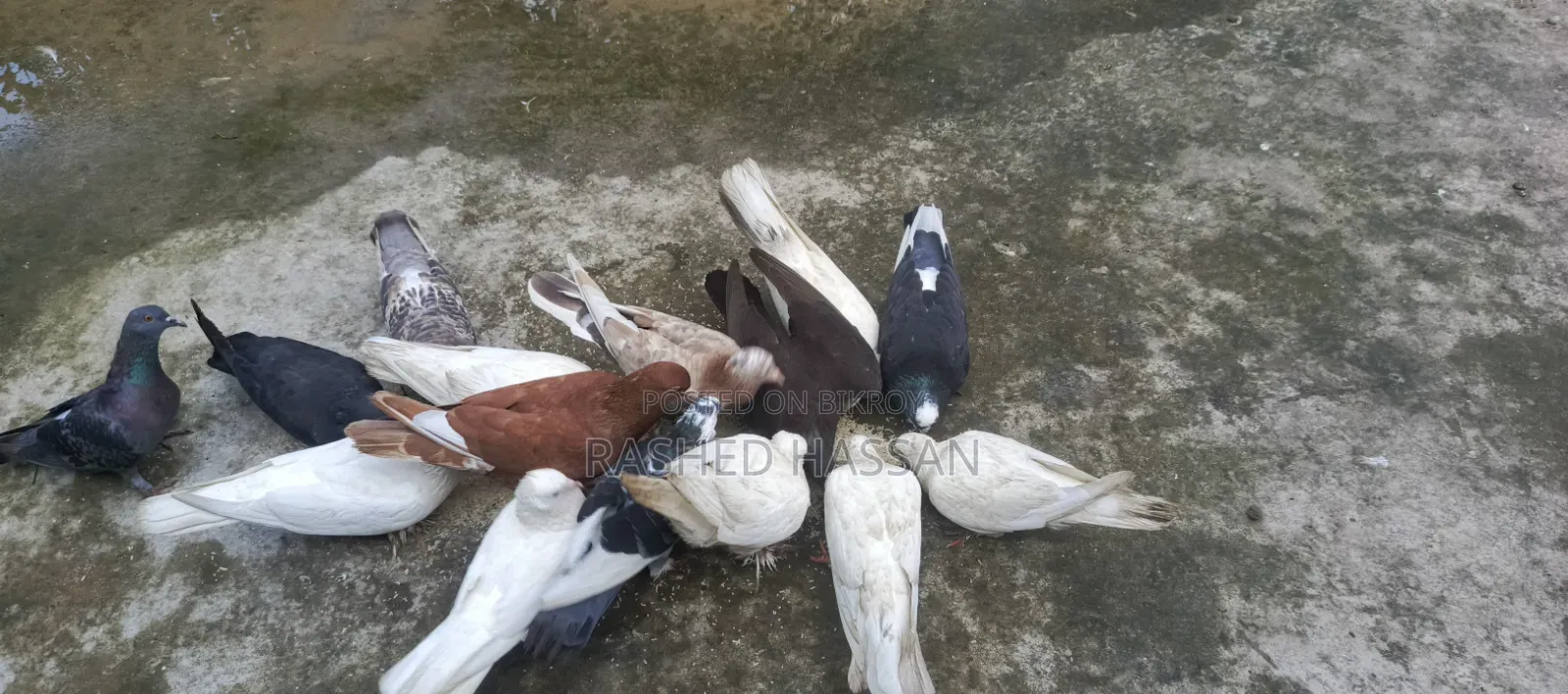 Many Fancy and Local Pigeons Available Fully Adult Guaranteed for Eggs and Chicks