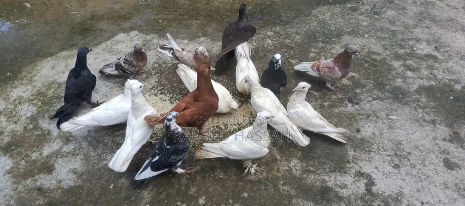 Many Fancy and Local Pigeons Available Fully Adult Guaranteed for Eggs and Chicks