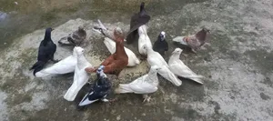 Many Fancy and Local Pigeons Available Fully Adult Guaranteed for Eggs and Chicks