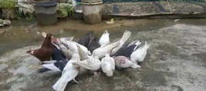 Many Fancy and Local Pigeons Available Fully Adult Guaranteed for Eggs and Chicks