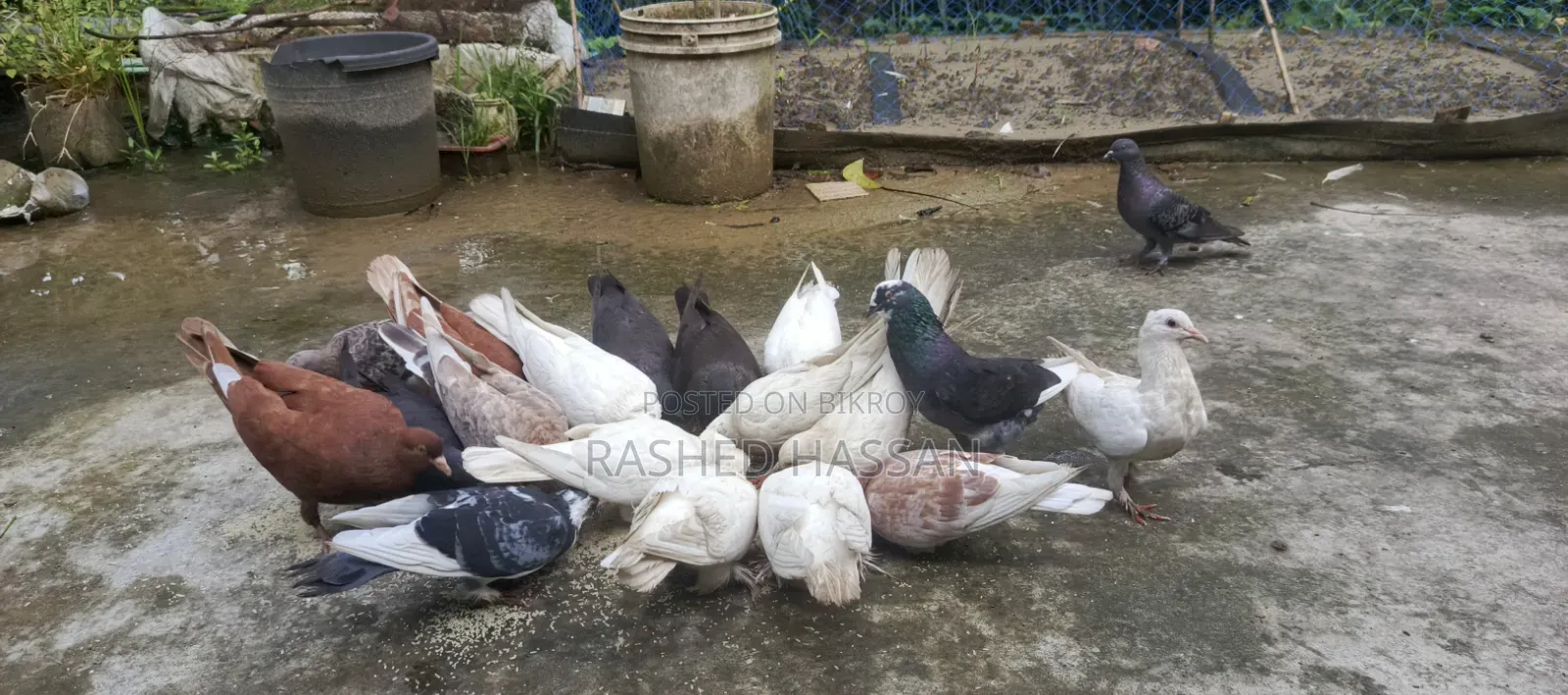 Many Fancy and Local Pigeons Available Fully Adult Guaranteed for Eggs and Chicks