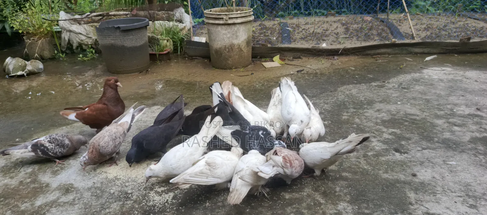 Many Fancy and Local Pigeons Available Fully Adult Guaranteed for Eggs and Chicks