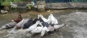 Many Fancy and Local Pigeons Available Fully Adult Guaranteed for Eggs and Chicks