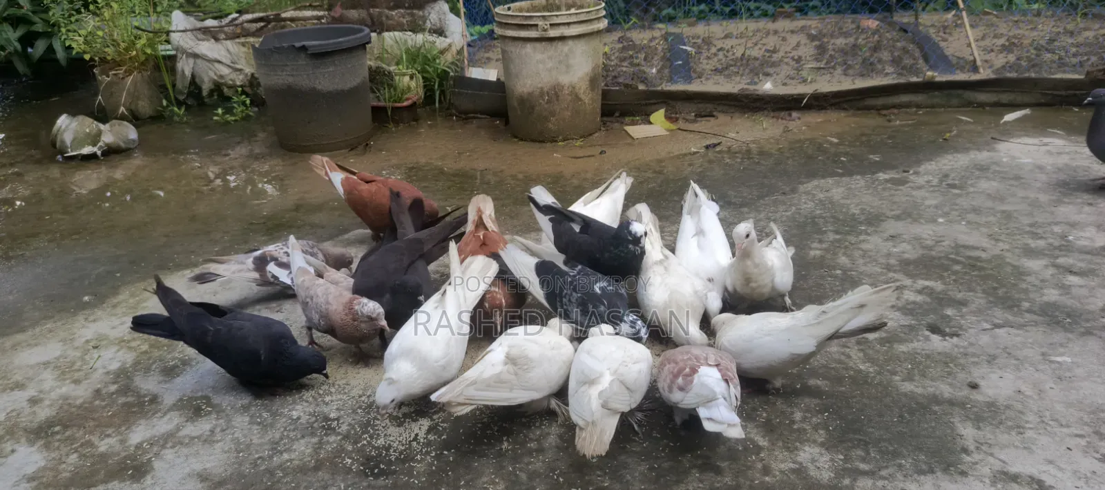 Many Fancy and Local Pigeons Available Fully Adult Guaranteed for Eggs and Chicks