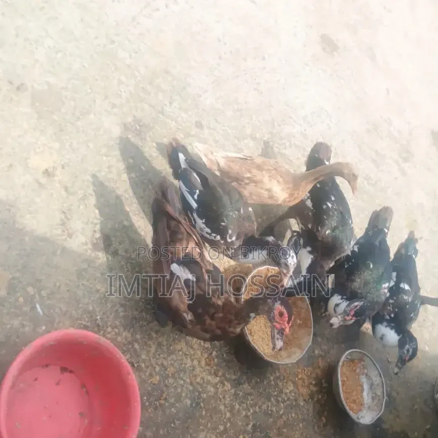 Will Sell Ducks