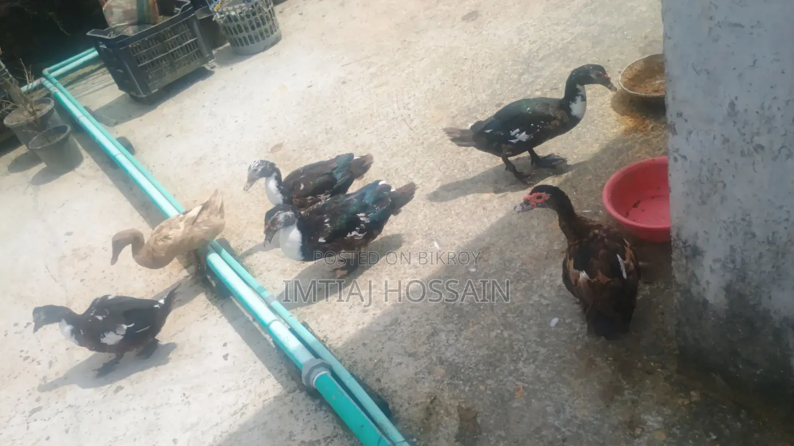 Will Sell Ducks