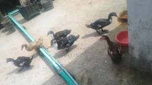 Will Sell Ducks