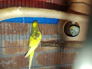 বাজারিকা রানিং পাখি