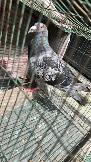 Maxi Male Pigeon