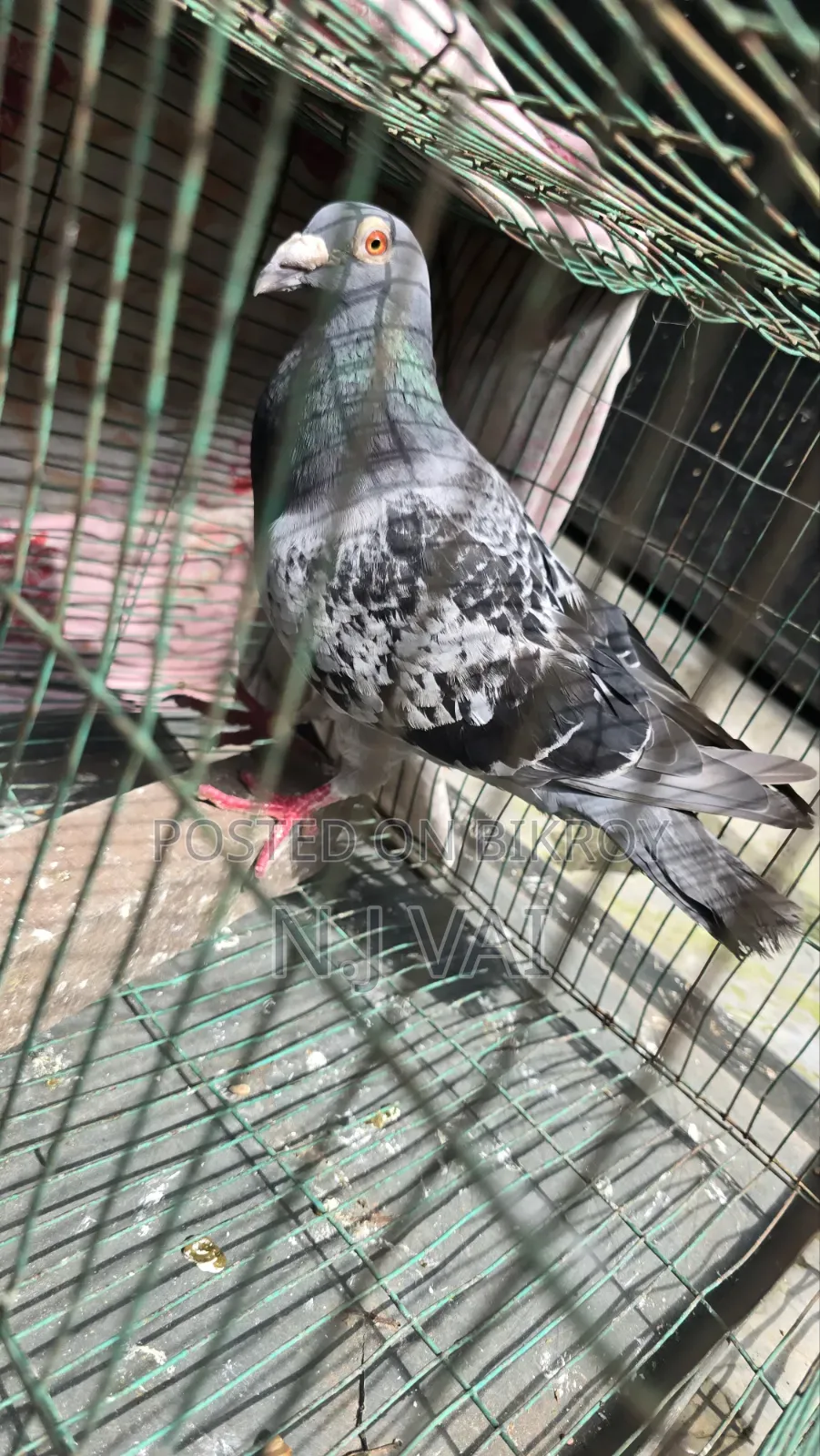 Maxi Male Pigeon